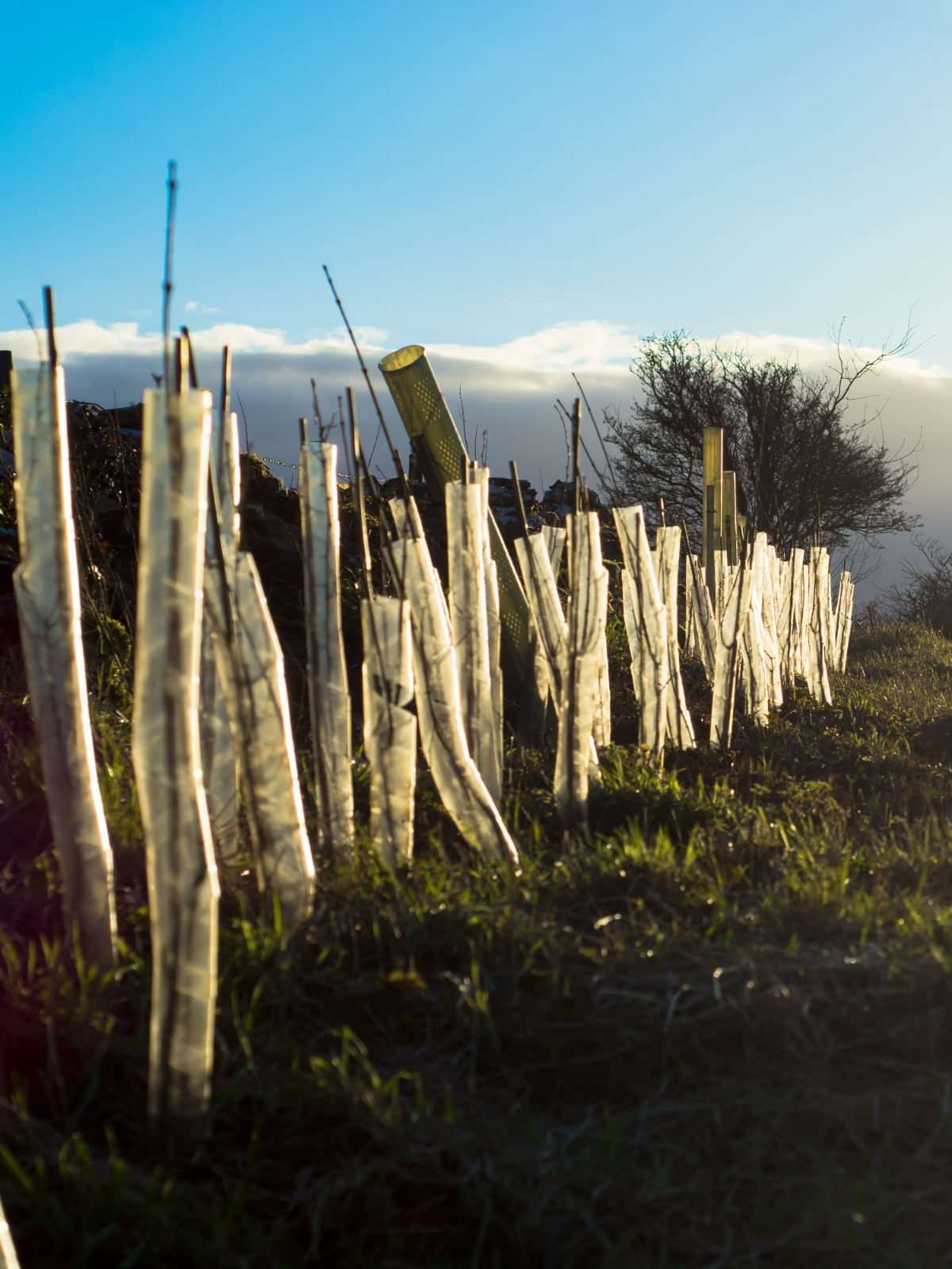 Habitat Creation and Enhancement​